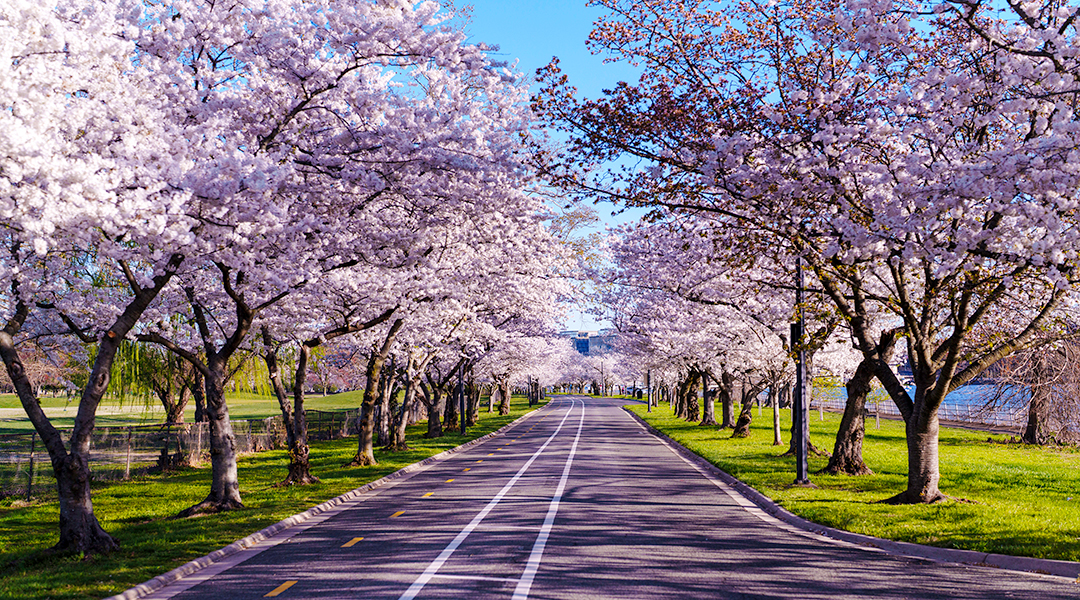 East Potomac Cherries